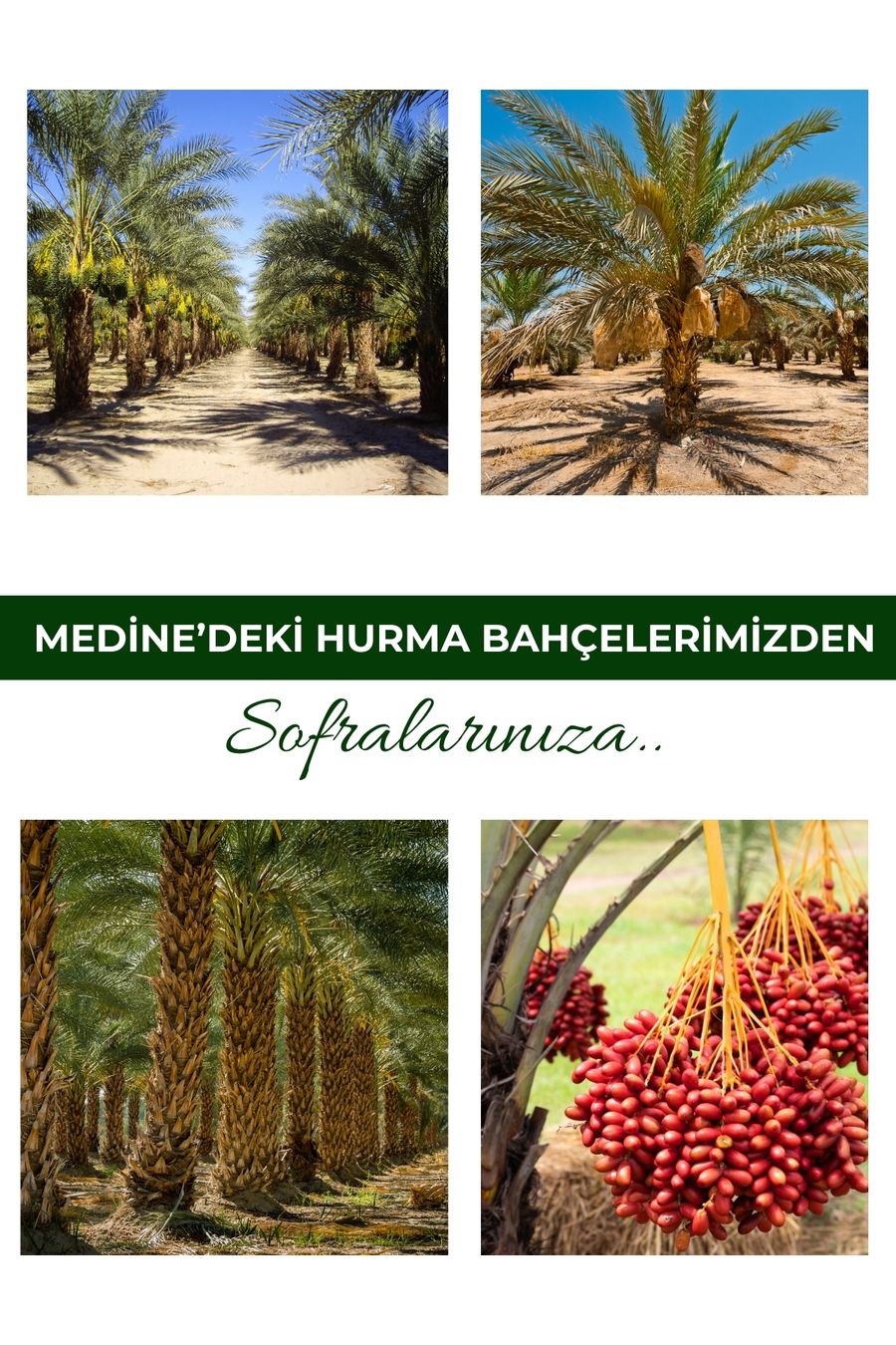 Datteri Medjoul di Medina